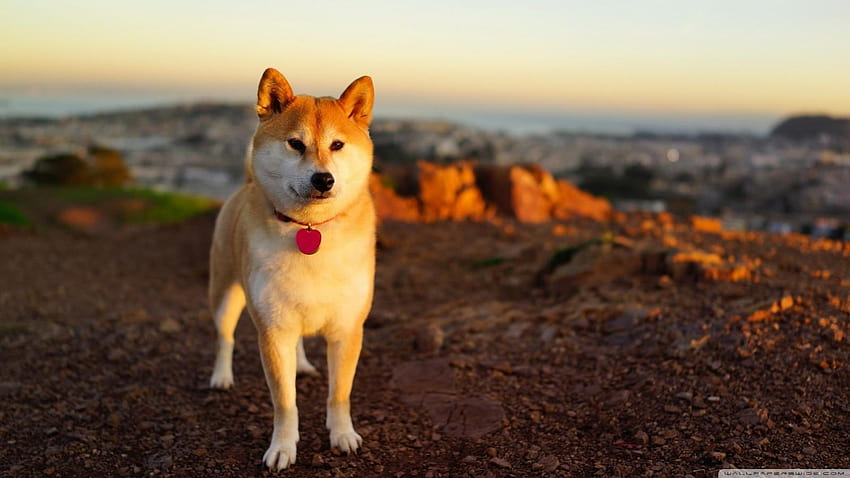 Anjing Akita Inu, anak anjing akita Wallpaper HD