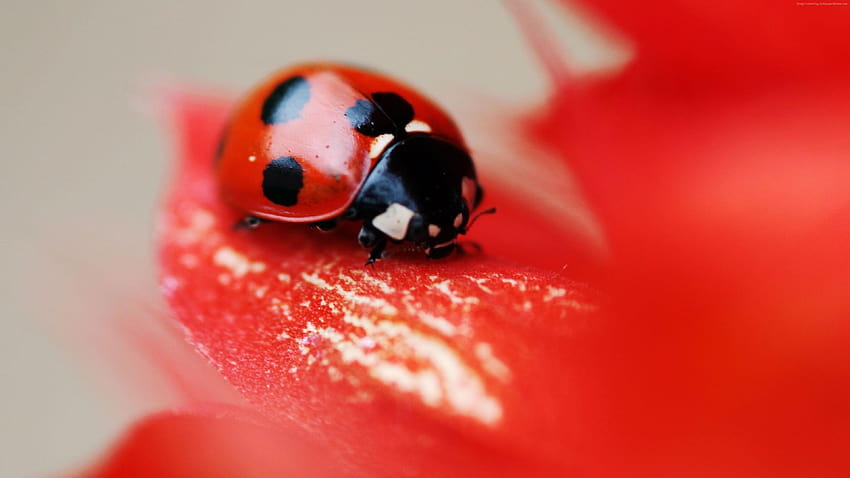 red, ladybird beetle HD wallpaper
