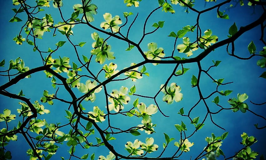 Hartriegel-Baum-Blume Hartriegel-Baum, blühende Bäume HD-Hintergrundbild