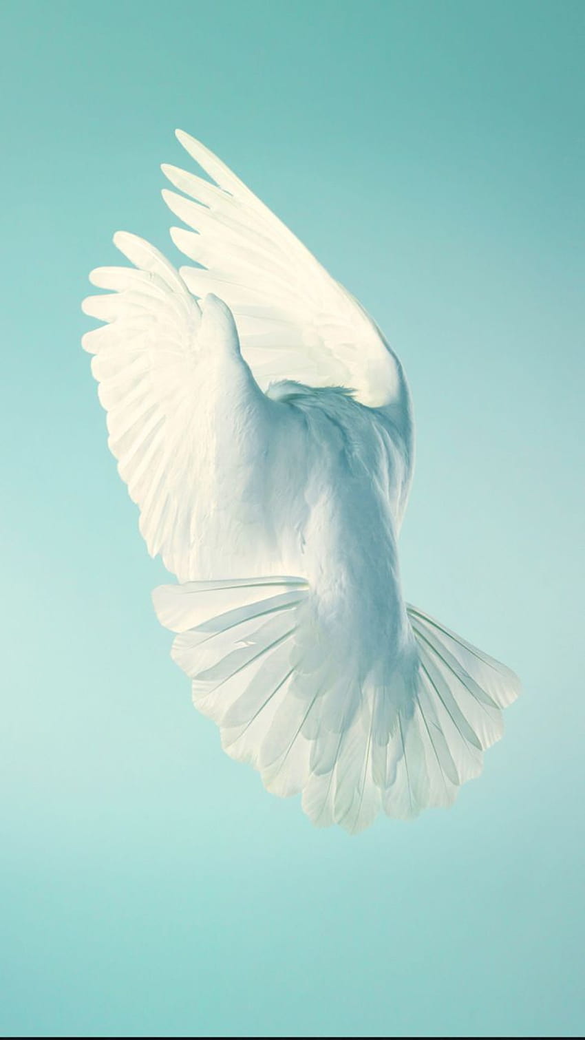 Pigeon, white bird, peace, stock, 720x1280, aesthetic birds HD phone wallpaper