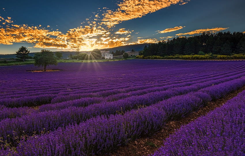 Landschaft, Sonnenuntergang, Frankreich, Provence, wunderschönes Lavendelfeld HD-Hintergrundbild