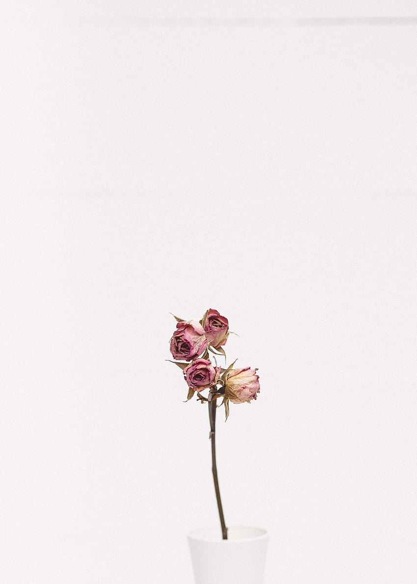 75 Dead Flower [], wilted flowers HD phone wallpaper