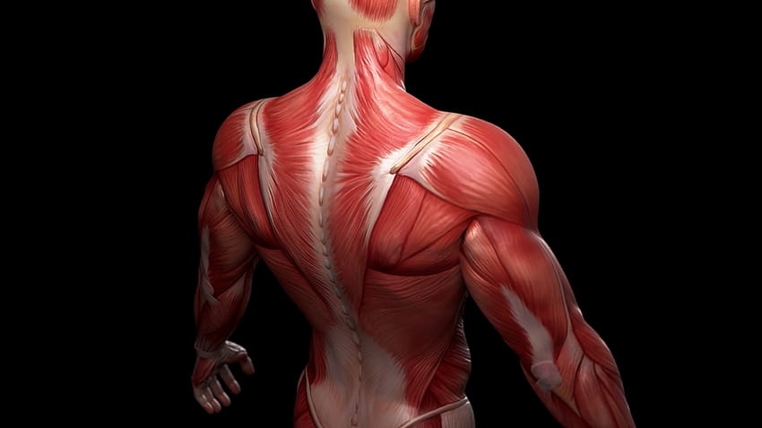 Мускулна анатомия, мускулна система HD тапет