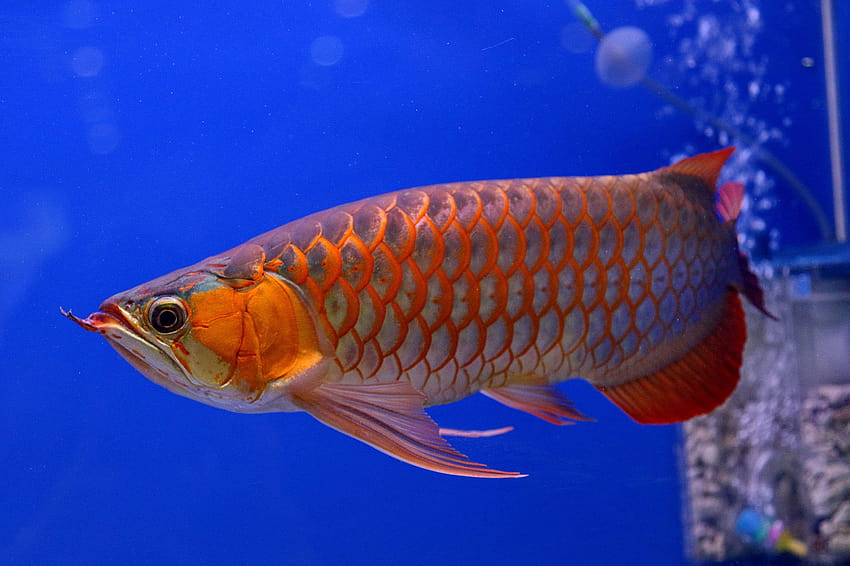 This Asian Dragonfish Costs More Than Your Lamborghini, asian arowana HD wallpaper