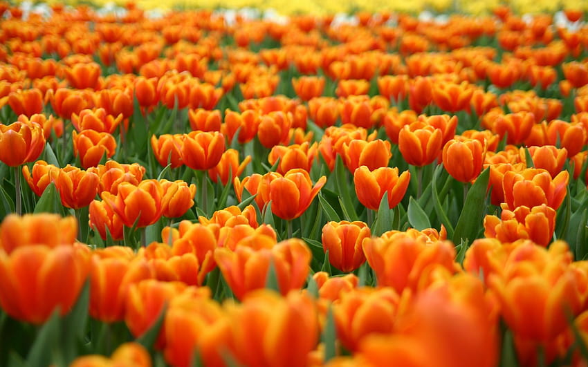 Orange Tulips Flowers Nature in jpg format for, nature border HD wallpaper