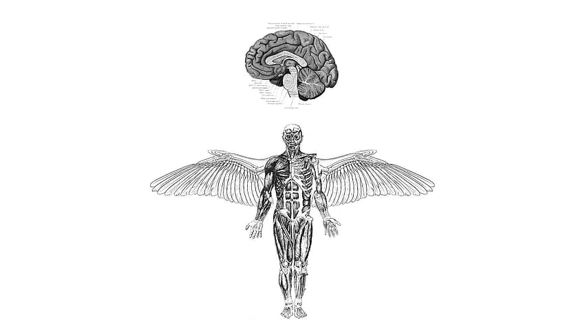 Anatomy Brains Wings Medicine And Mobile HD Wallpaper Pxfuel