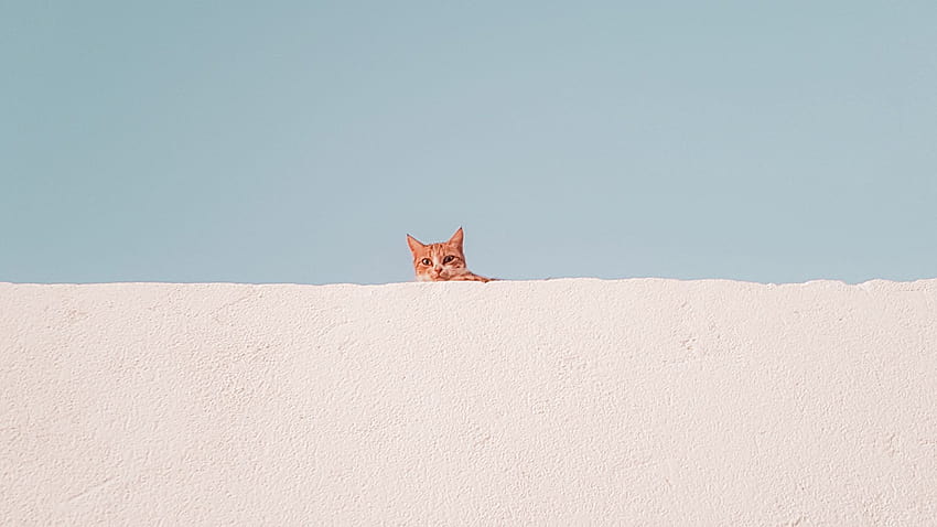 1920x1080 gatto, muro ... artigianato, gatto minimalista Sfondo HD