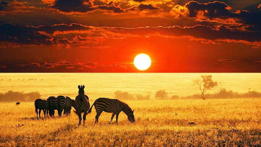 พระอาทิตย์ตกแอฟริกันสะวันนา วอลล์เปเปอร์ HD