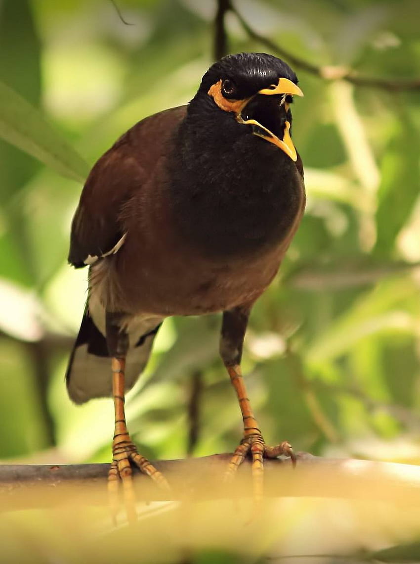 Myna by PrivacyPolice HD phone wallpaper