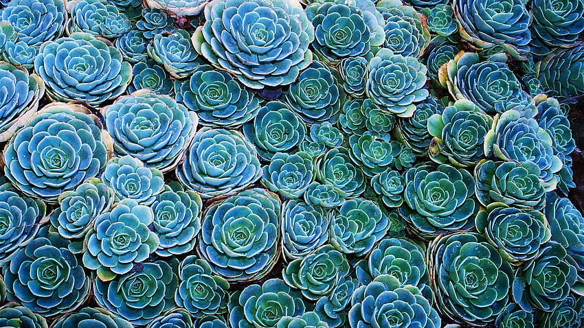 succulents, Nature, Plants / and Mobile HD wallpaper