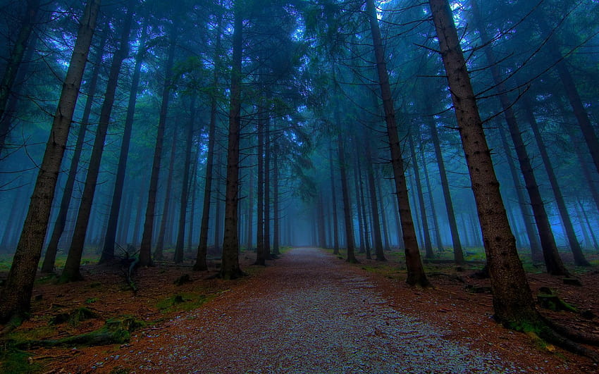 Mystical Forest Path : : High HD wallpaper