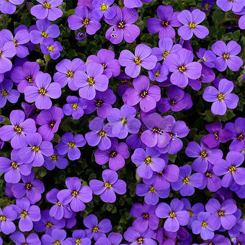 220 pcs Biji Bunga Cascade Ungu Aubrieta Abadi Penutup Tanah, bunga aubrieta ungu wallpaper ponsel HD
