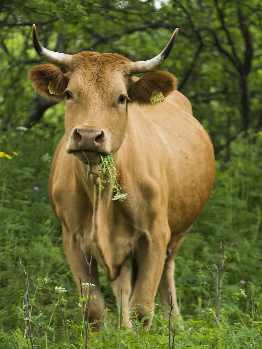 resultado para cabra marrom comendo grama, vacas comendo Papel de parede de celular HD