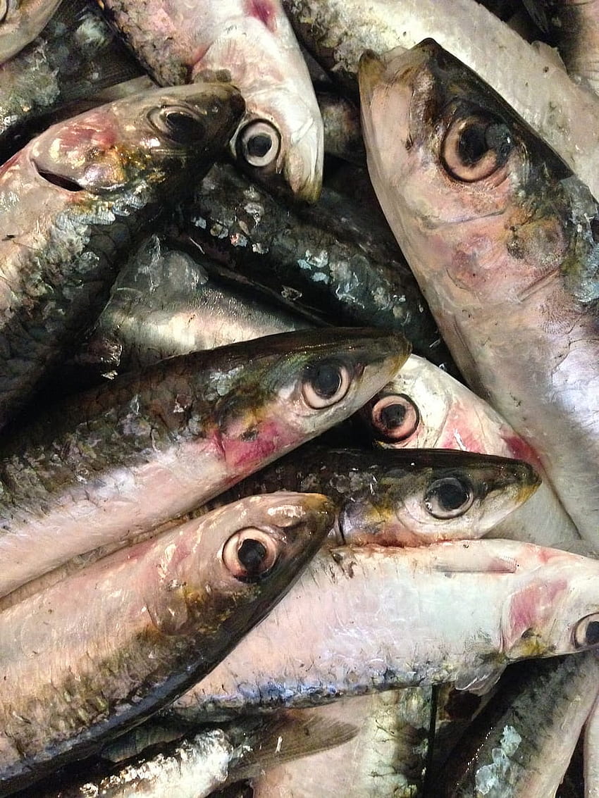 : fish, sardines, seafood, healthy, fishing HD phone wallpaper