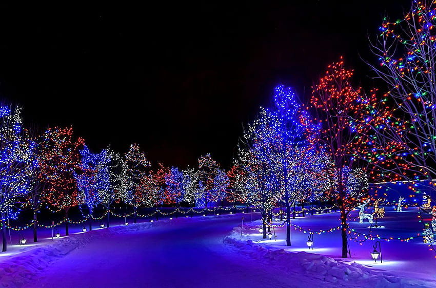 Winter Nature Snow night time Fairy lights Street lights, fairy lights ...
