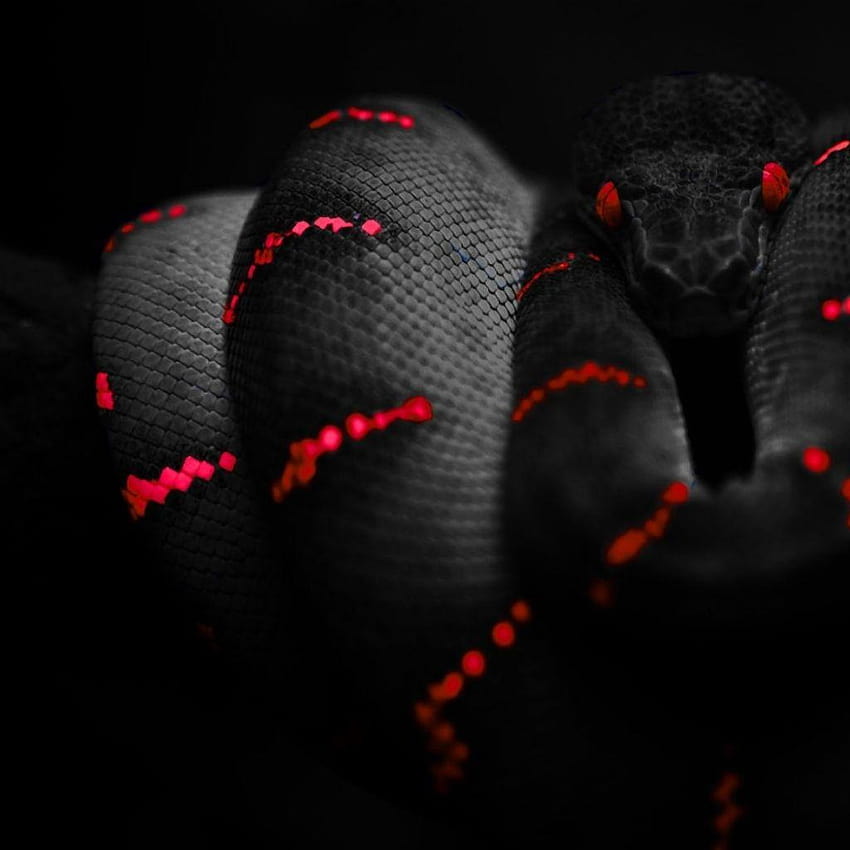 검은 뱀 붉은 뱀 1680x1050 Art HD 전화 배경 화면