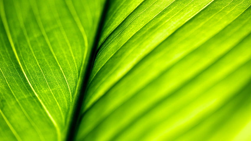 hijau, Merapatkan, Alam, Daun, Makro, Struktur, makro daun Wallpaper HD