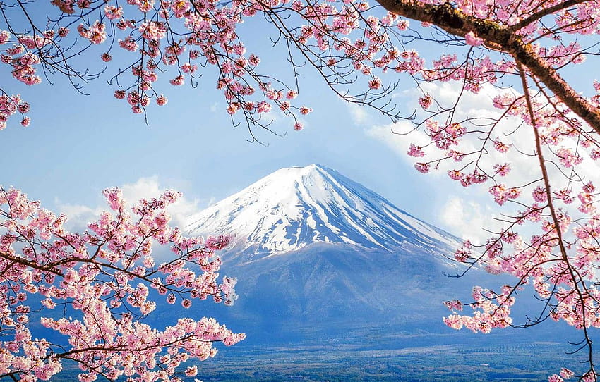 primavera, Japão, Sakura, monte Fuji, seção пейзажи, fujiyama papel de parede HD