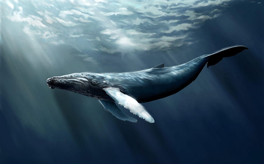 2560x1600 Arte da baleia jubarte papel de parede HD