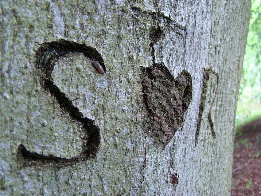 S 'love' R cut into a tree by froggiestone, s and r HD wallpaper