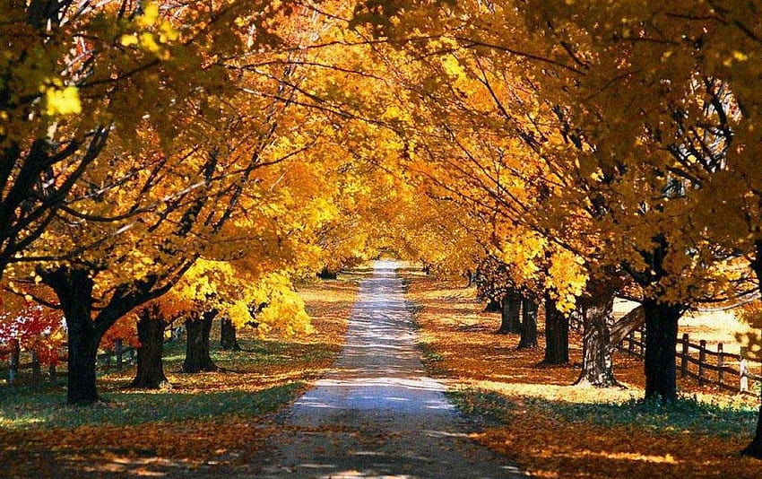 Autumn road, autumn fall road HD wallpaper | Pxfuel