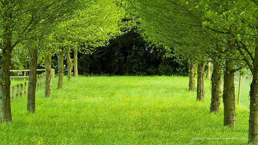 hierba, árboles, verde fondo de pantalla