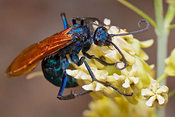 The tarantula hawk wasp feeds on milkweed pollen. Pepsis sp. on ...