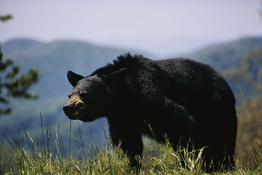 Cacciatori di orsi neri di primavera Ricordati dei regolamenti chiave, orsi neri Sfondo HD