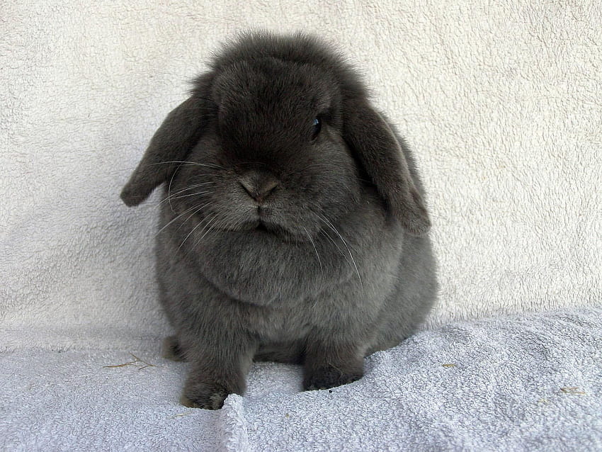 Blue mini lop bunny, mini lop rabbit HD wallpaper | Pxfuel