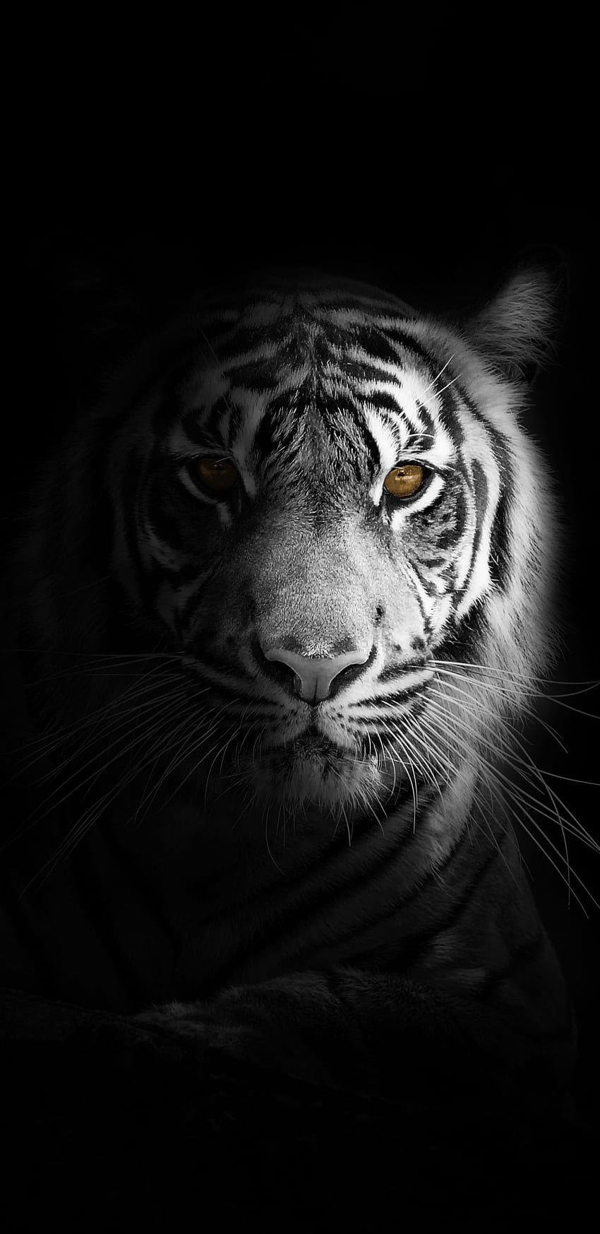 Ritratto, minimo, tigre bianca, scuro, 1440x2960, galassia tigre Sfondo del telefono HD