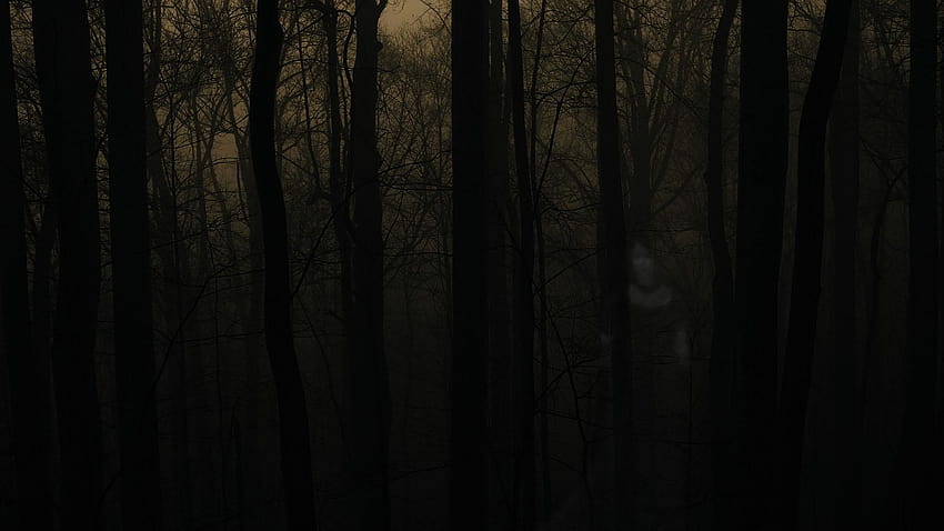 6 Haunted Forest, spooky forest HD wallpaper | Pxfuel