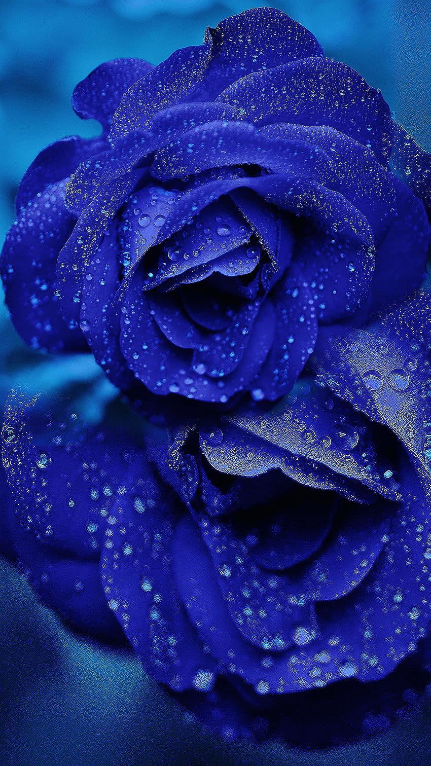 Ultra Blue Rose ですべてのデバイスに対応、青いバラ HD電話の壁紙