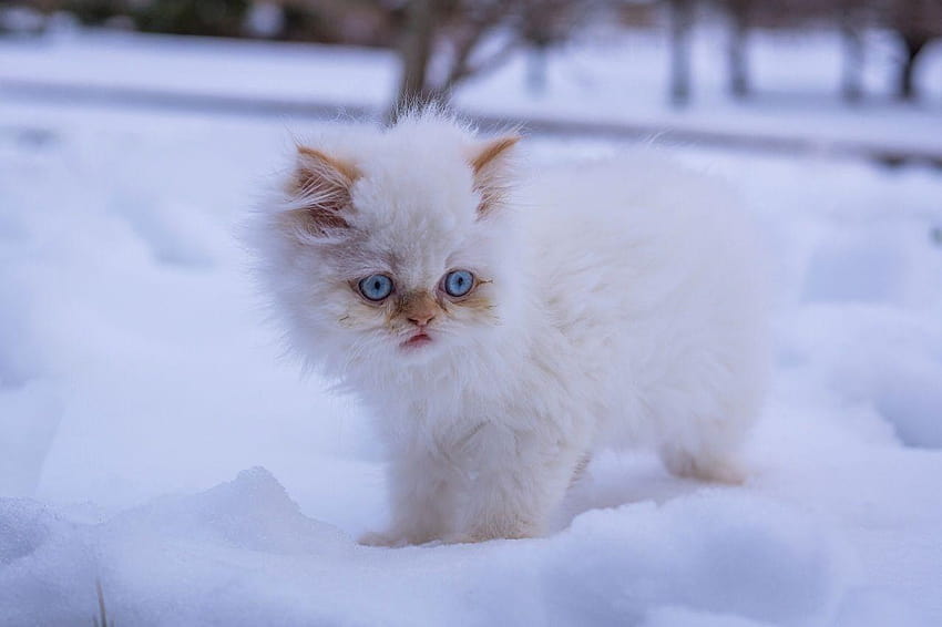 minou chat Chats Blanc Neige Animaux Regard fixe, bébé chat blanc Fond d'écran HD