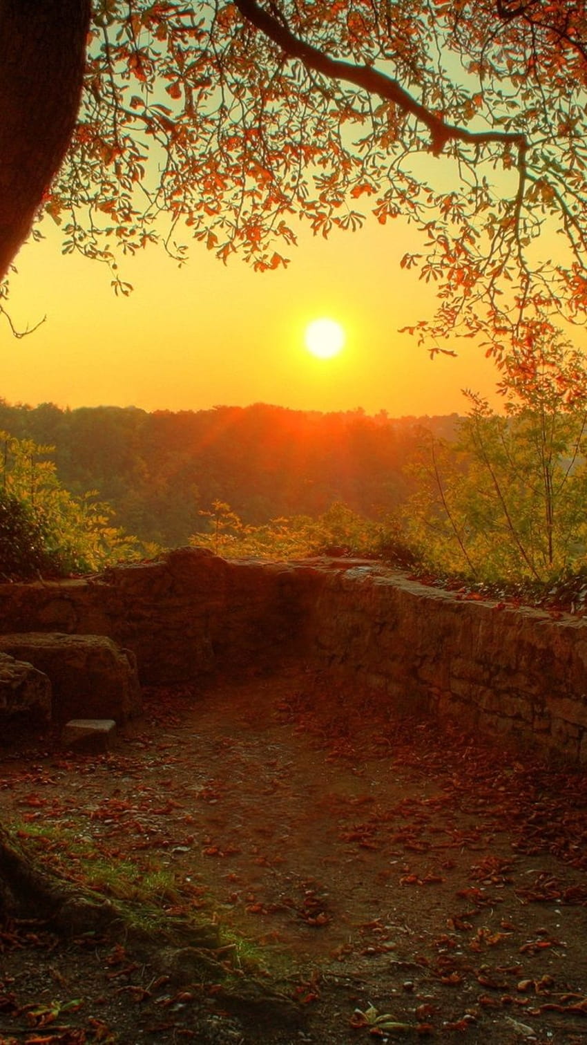 Beautiful morning sunrise, wood, tree, twigs, leaves 750x1334 iPhone 8/7/6/6S , background HD phone wallpaper
