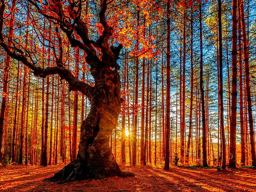 Beautiful autumn sunset forest, trees, red leaves 2560x1600 , aesthetic forest red HD wallpaper
