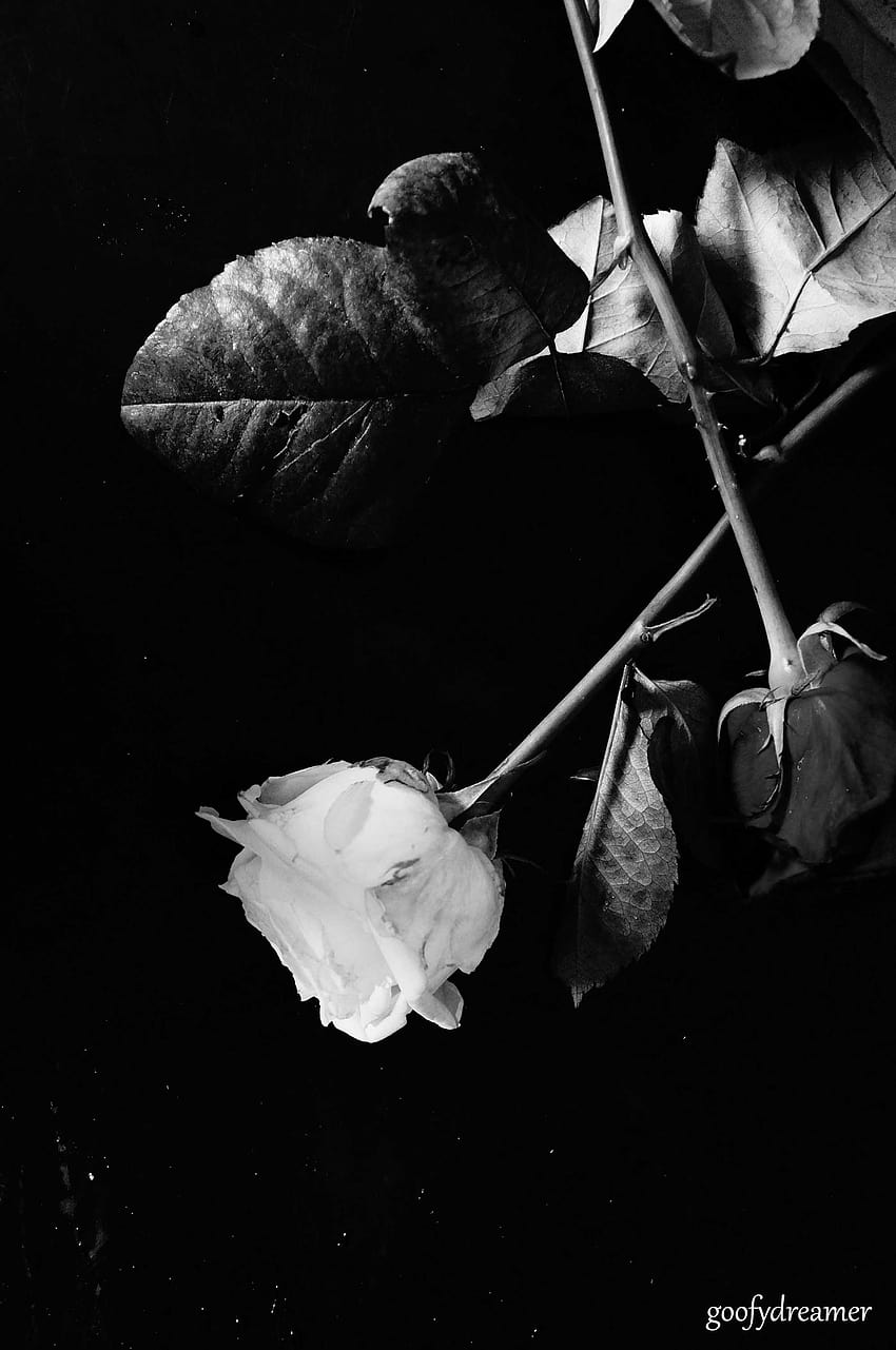 Mawar Hitam, hitam putih HD phone wallpaper