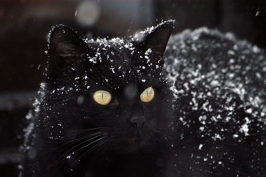 papel de parede gato, preto, neve : : alta definição, gato preto HD тапет