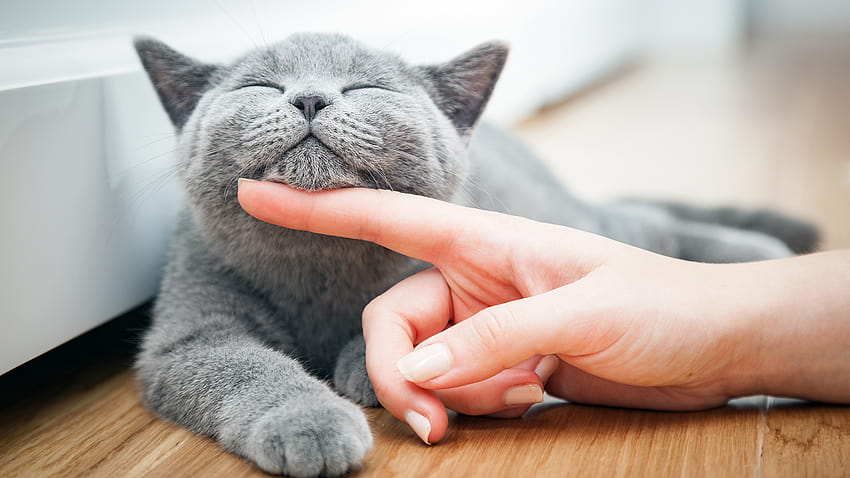 La hierba que vuelve locos a los gatos podría ayudar al tratamiento contra el cancer 高画質の壁紙