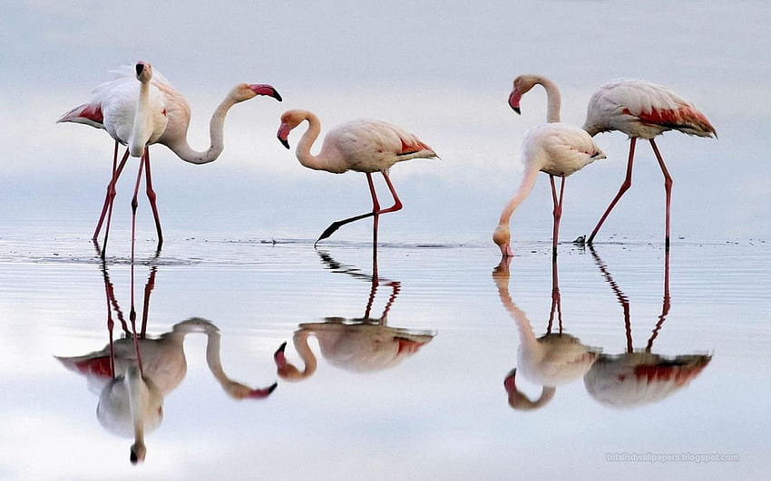Beautiful for : Flamingo, easter flamingos HD wallpaper