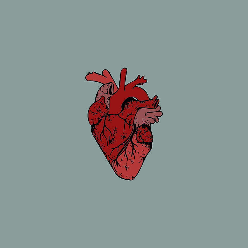 Anatomical heart HD phone wallpaper | Pxfuel