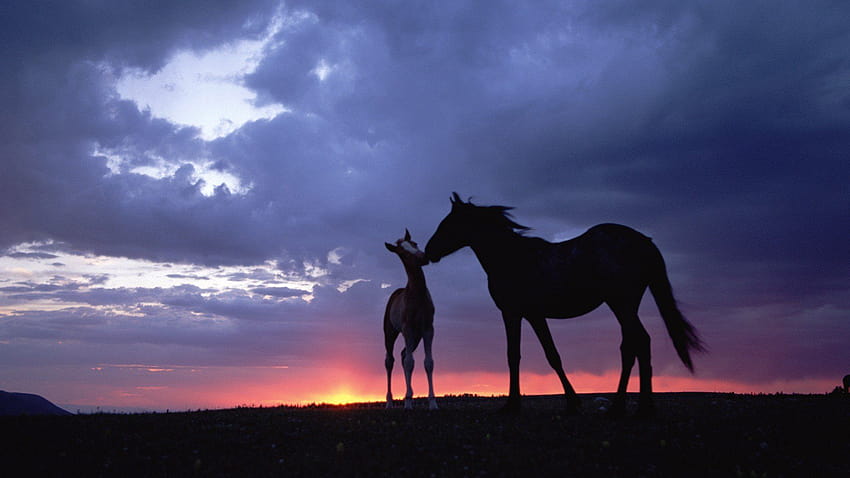 Nature animals horses skyscapes baby animals, baby horse HD wallpaper