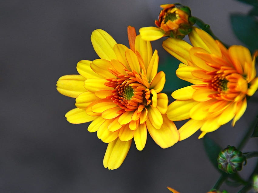 Fiori gialli Crisantemo Fiori autunnali Piante ornamentali Fiori Ultra 1610 Sfondi per PC e Mac Laptop Tablet Cellulare: 13, piante di fiori gialli Sfondo HD