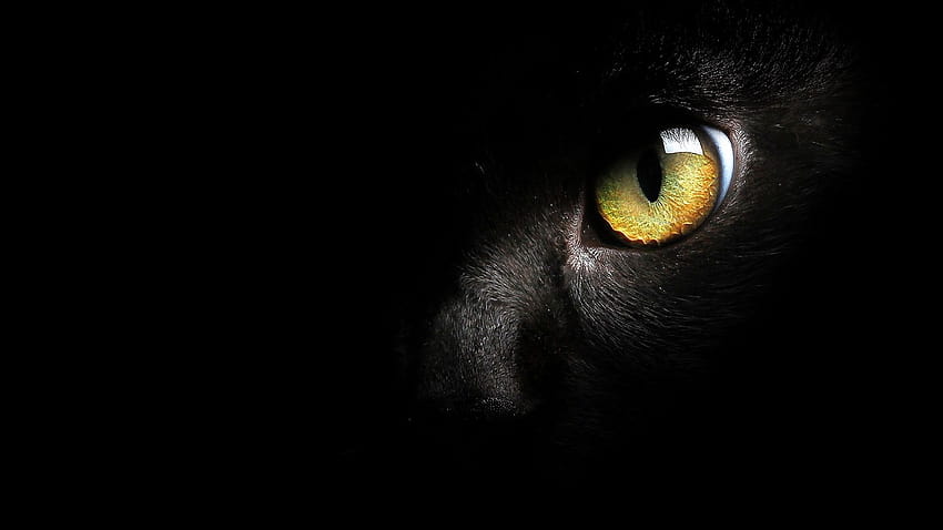 Papéis de Parede Face do gato preto, olho amarelo 1920x1200 m HD тапет