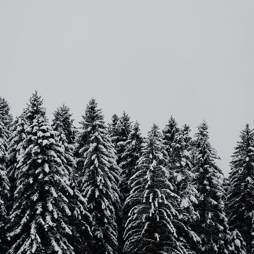 2932x2932 trees, forest, winter, snow layer, nature, ipad pro retina, 2932x2932 , background, 2088 HD phone wallpaper