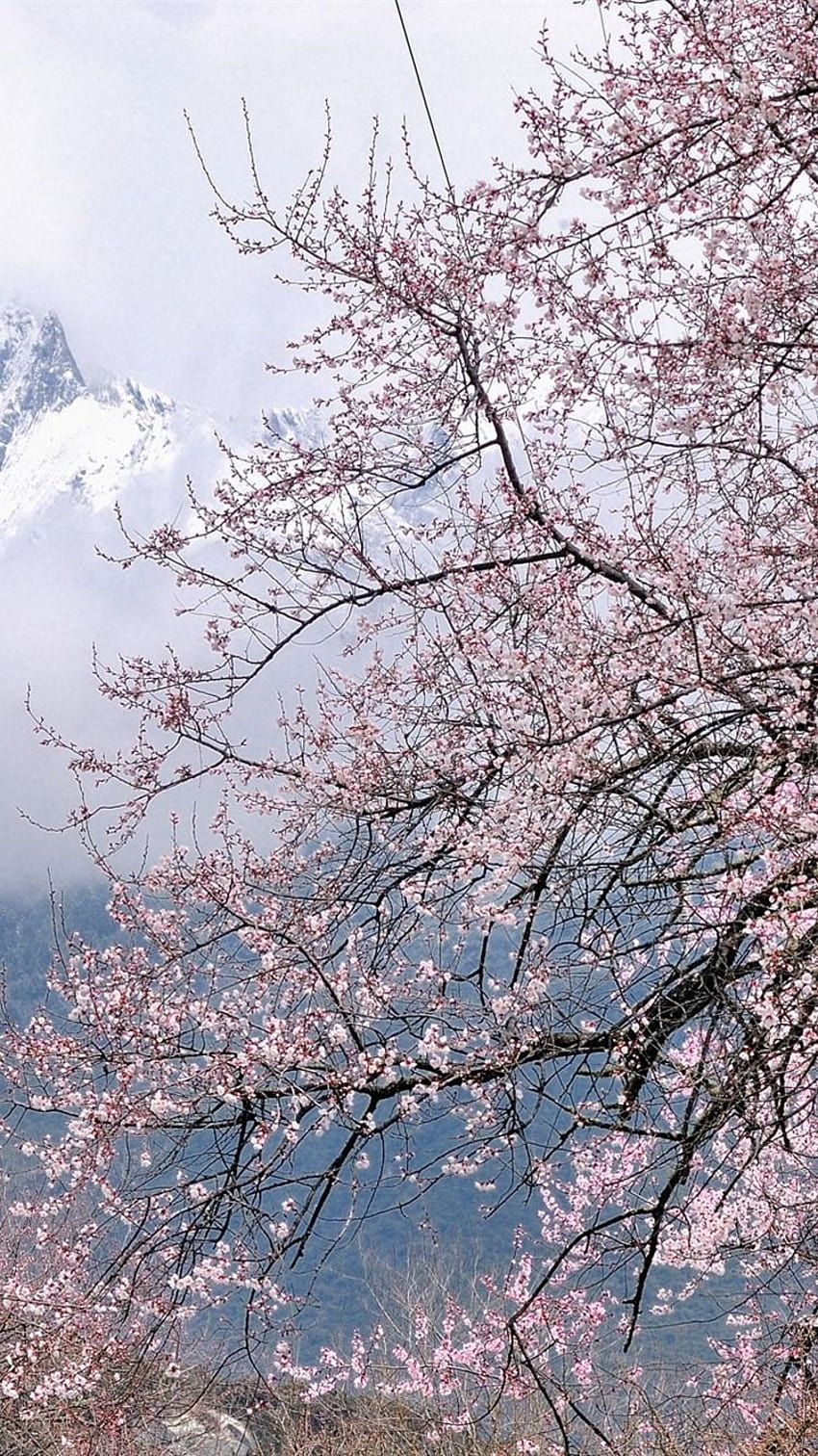 Iphone Tibet Bomi, Snowy, Peach Flower Blossoms, прасковен цвят HD тапет за телефон
