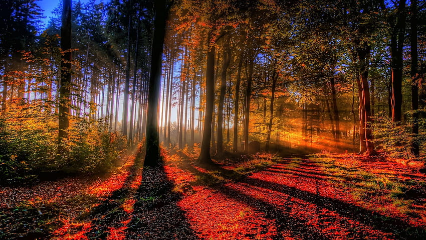 Fall Forest, autumn forest HD wallpaper | Pxfuel