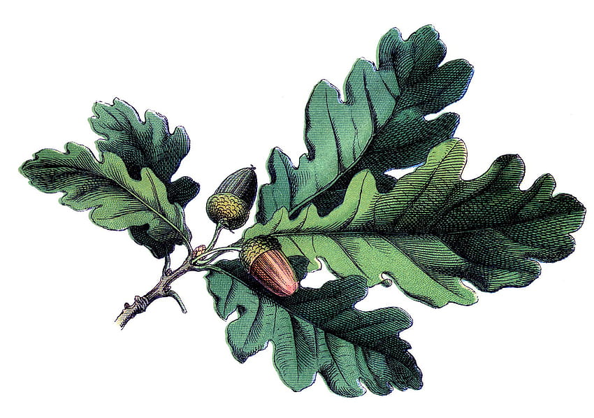 16 Oak Leaf with Acorns, falling oak leaves HD wallpaper