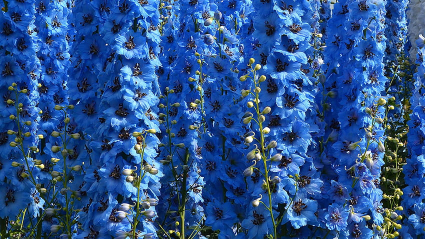 Flor azul claro Delphinium Primer plano 2560x1440, delphinium azul claro fondo de pantalla