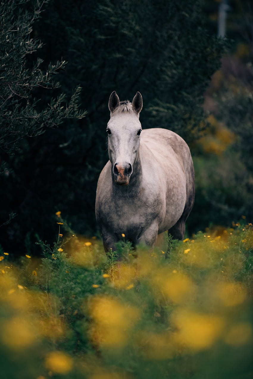 cavalo cinza – Cavalo Papel de parede de celular HD