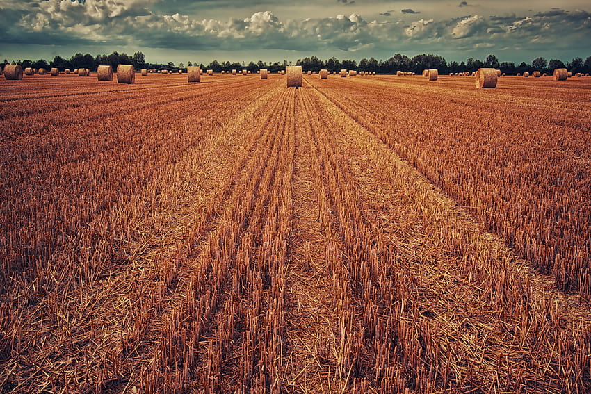 Mobile : Nature, Grass, Wheat, Field, Harvest, Hay, 123593 the for HD wallpaper